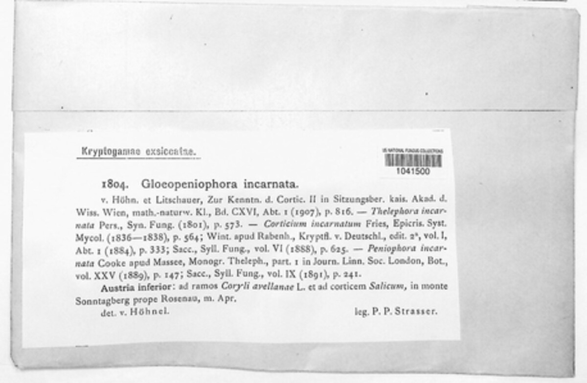 Peniophora incarnata image